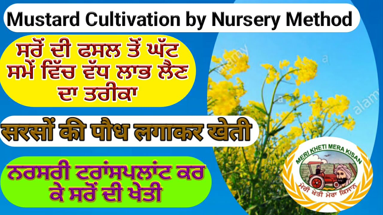 Mustard Cultivation by transplanting (ਪਨੀਰੀ ਲਗਾ ਕੇ ਸਰੋਂ ਦੀ ਕਾਸ਼ਤ) Shergill Markhai