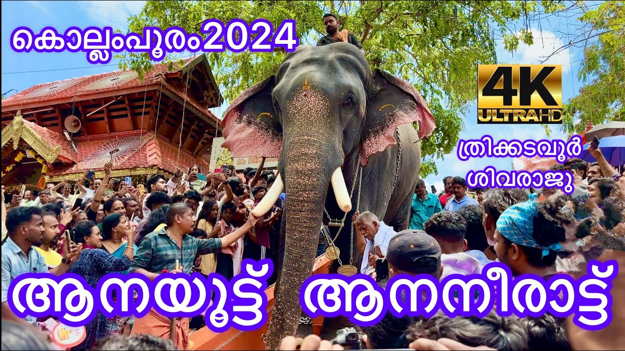 ആനയൂട്ട് |കൊല്ലം പൂരം2024|ആന നീരാട്ട് |ആശ്രാമം ശ്രീകൃഷ്ണസ്വാമി ക്ഷേത്രം|kollam pooram 2024 aanayootu