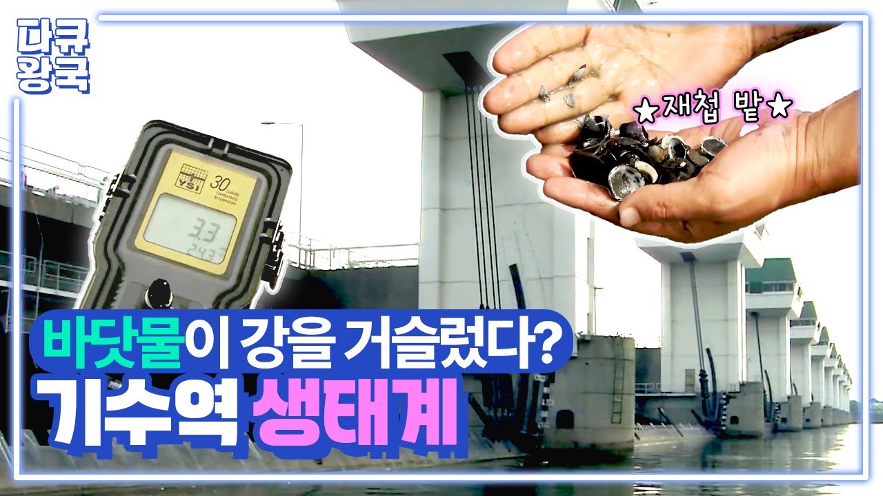 남해의 바닷물이 25km 떨어진 화개장터까지 올라오는 섬진강 기수역. 미기록종들이 발견되지만 연구하기도 전에 사라지는 기수역들 [기수-2부]