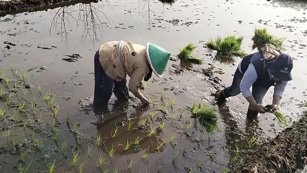 Percepatan Tambah Tanam Padi#Desa Gambuhan,Kec.Pulosari,Kab.Pemalng