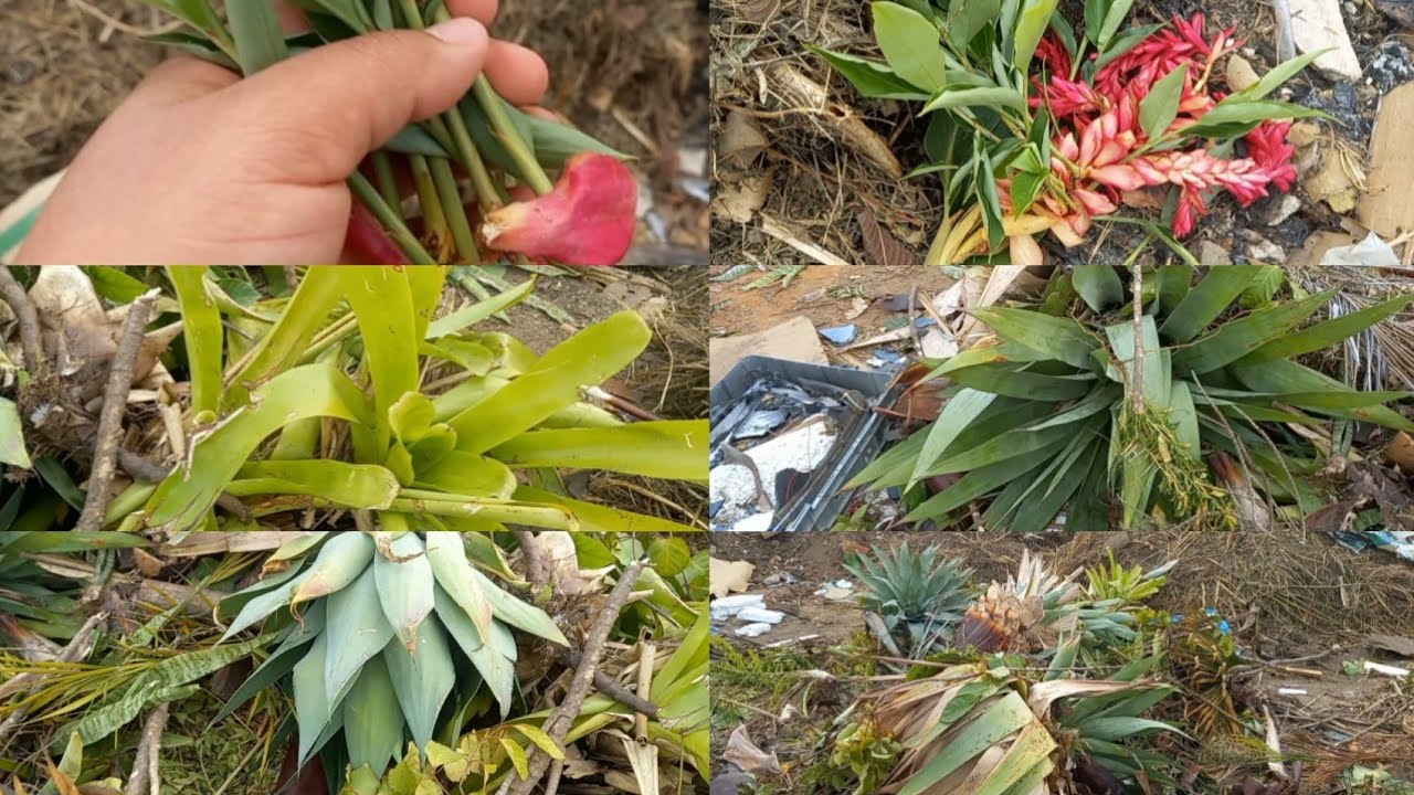 Resgatando plantas do lixo