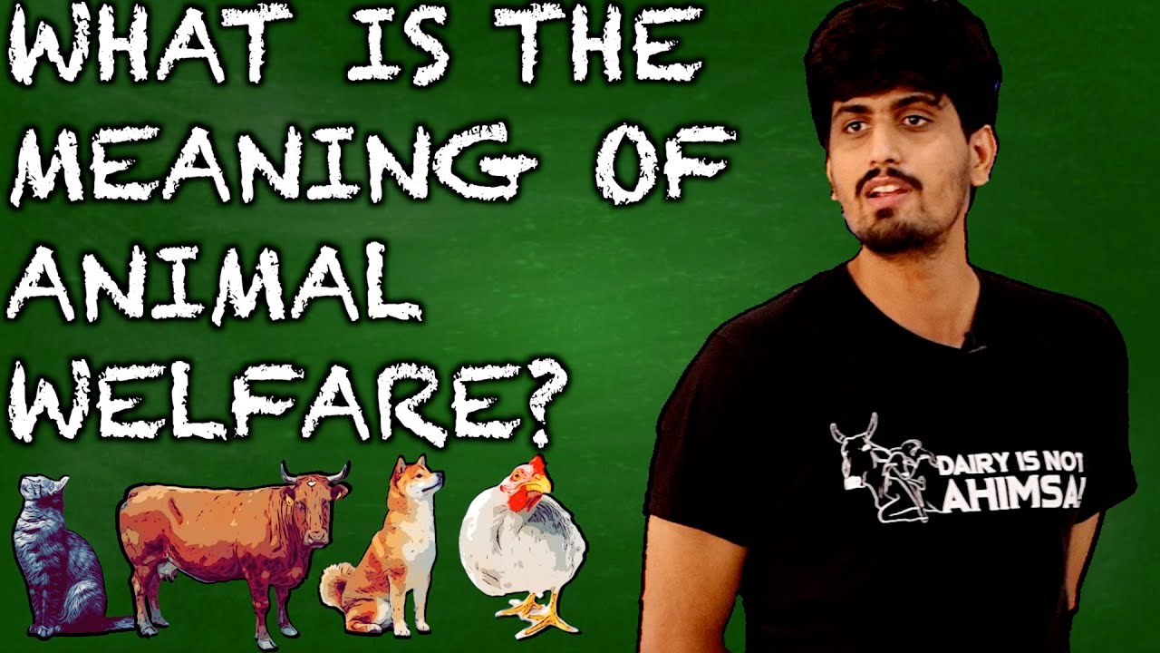 Animal Welfare vs Animal Rights | Lecture on Veganism | Humane Meat, Dairy & Eggs