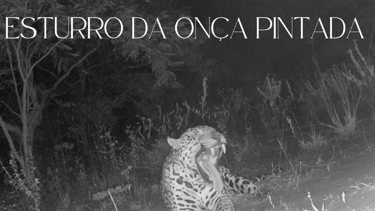 Registros da onça pintada esturrando na frente da câmera. Realizados em 2023 e em 2024!