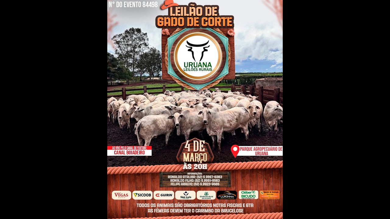 Leilão de Gado -  Uruana Leilões - Leilão de Gado de Corte em Goiás @canal.boiadeiro #live #gado