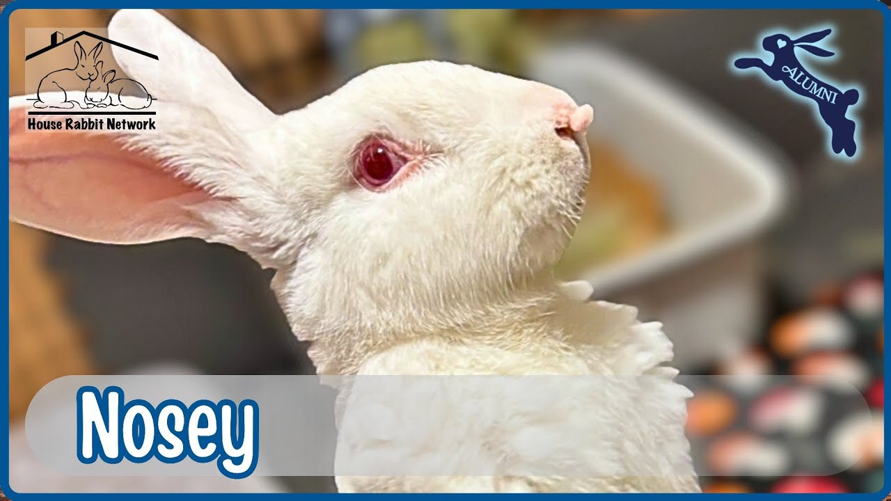 House Rabbit Network's Nosey