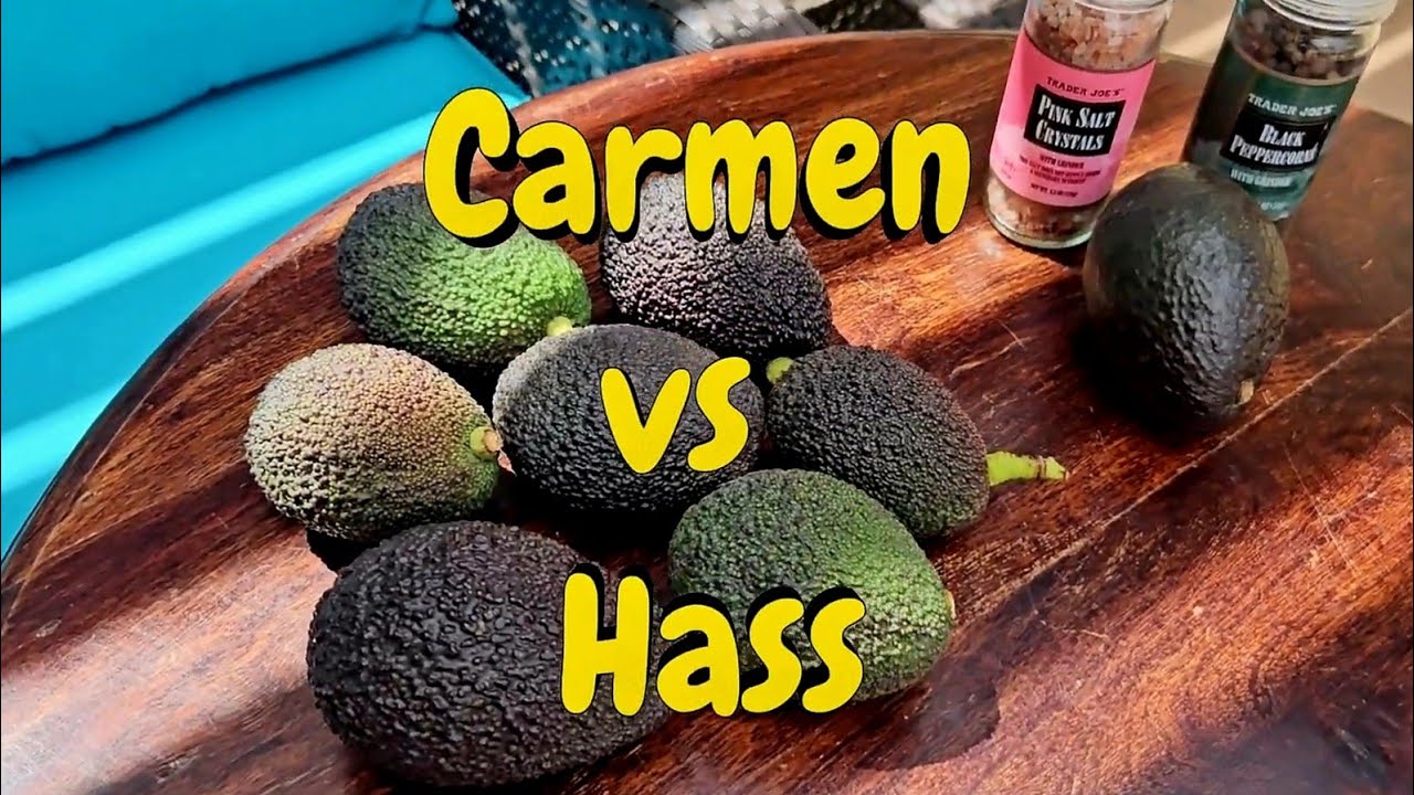 Carmen vs Hass 🥑Avocado🥑  Fruit Taste Test