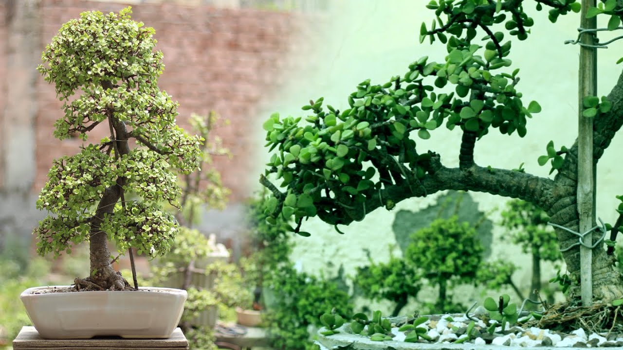 How to Create Pads on Branches of Jade Bonsai | Jade Bonsai