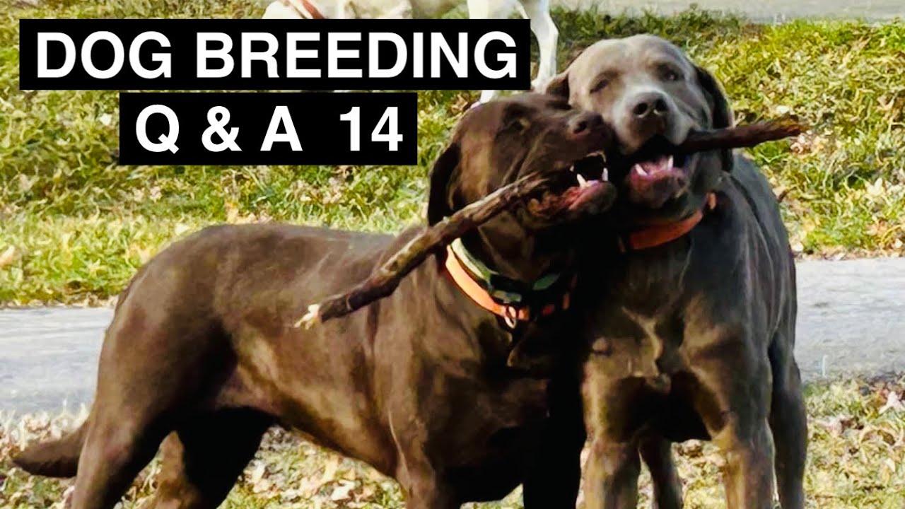 Dog Breeding Q&A 14! How To DIY