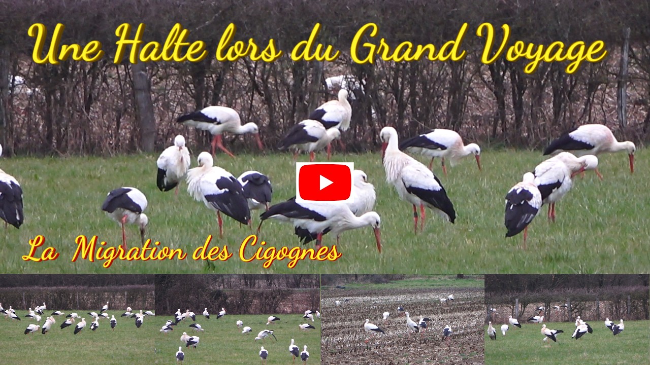 La  pause migratoire des Cigognes lors du grand voyage. L'escale dans l'Ain.