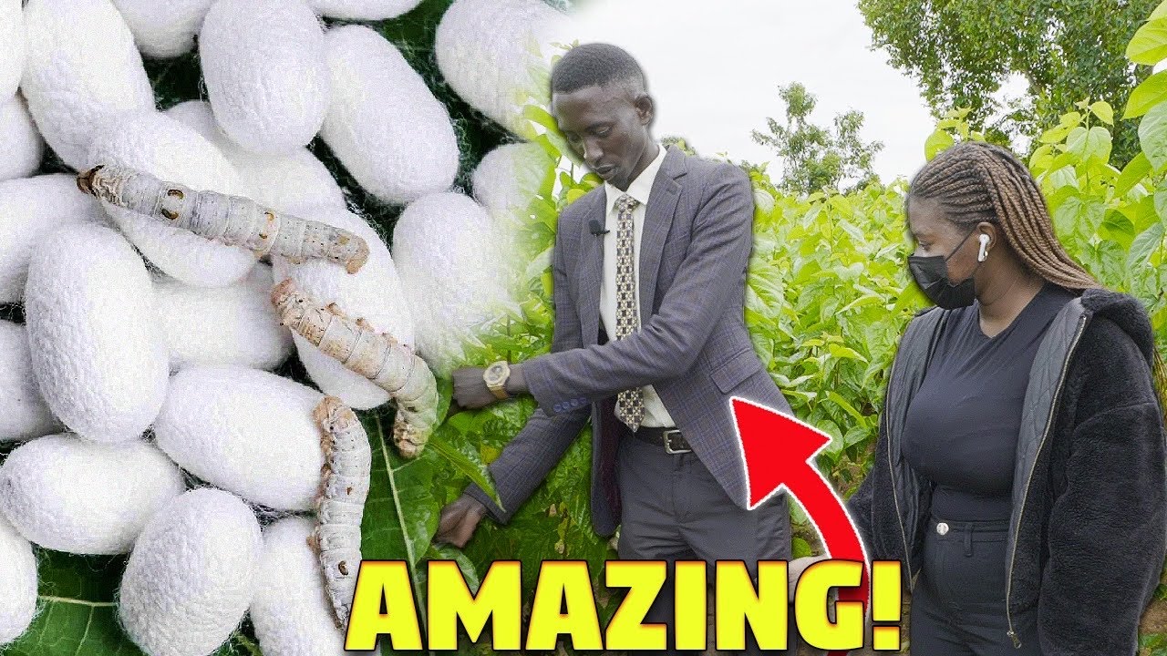 Growing Silk Worms  Can Make You FILTHY RICH....AND HERE'S HOW!
