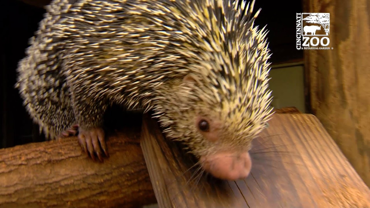 Rico the Brazilian Porcupine - Cincinnati Zoo