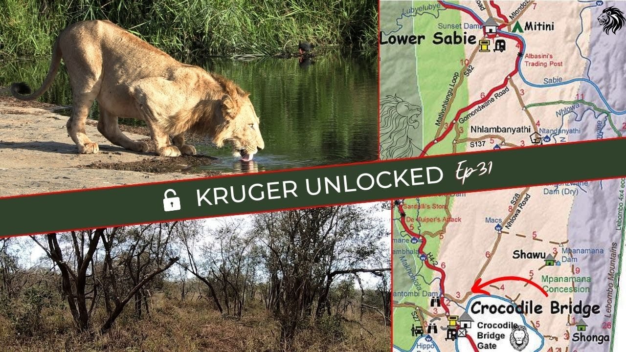 Vurhami LION PRIDE: Cubs & LATEST Lion Updates!