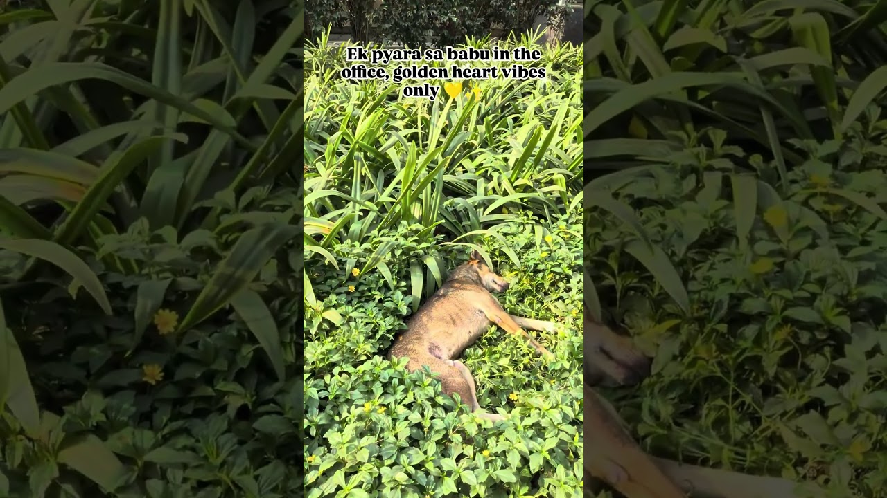 #dogstagram