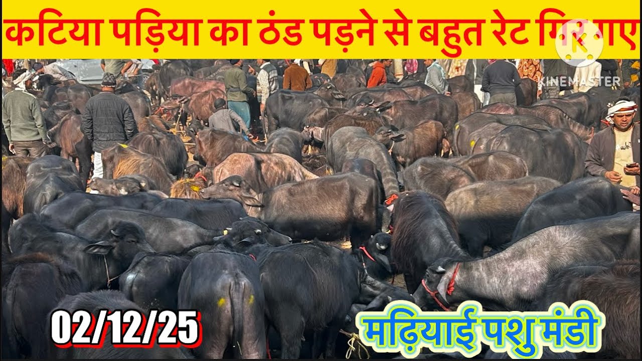 2 December | Madhiyai Mandi | Murrah Calf Sold Cheaply in Winter | Murrah Calf Sale | #padi #kati...