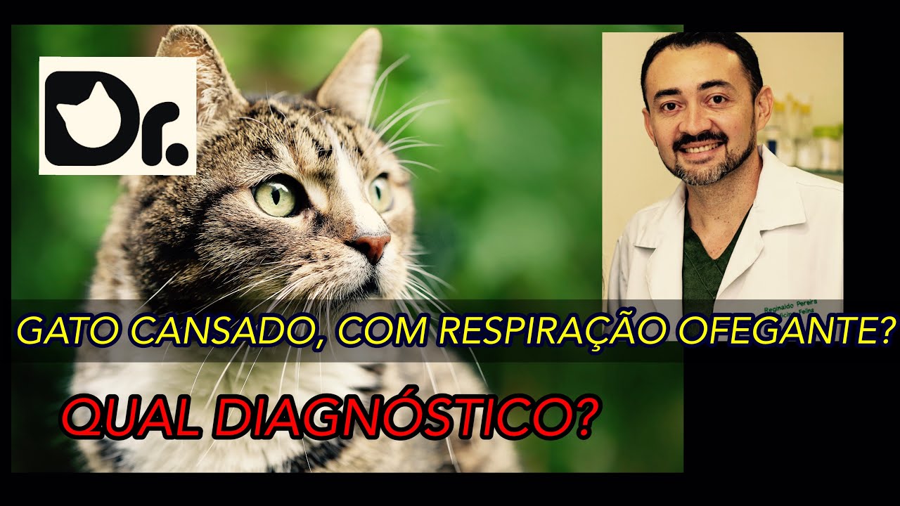 GATO CANSADO, COM RESPIRAÇÃO OFEGANTE? QUAL O DIAGNÓSTICO?