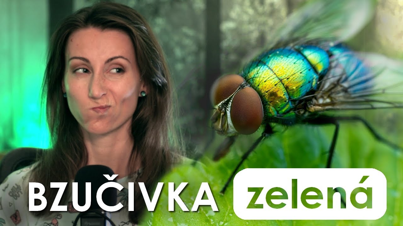 🔮 Špinavec, léčitel a kriminalista v geniálním hávu 🦠 | Bzučivka zelená 🪰
