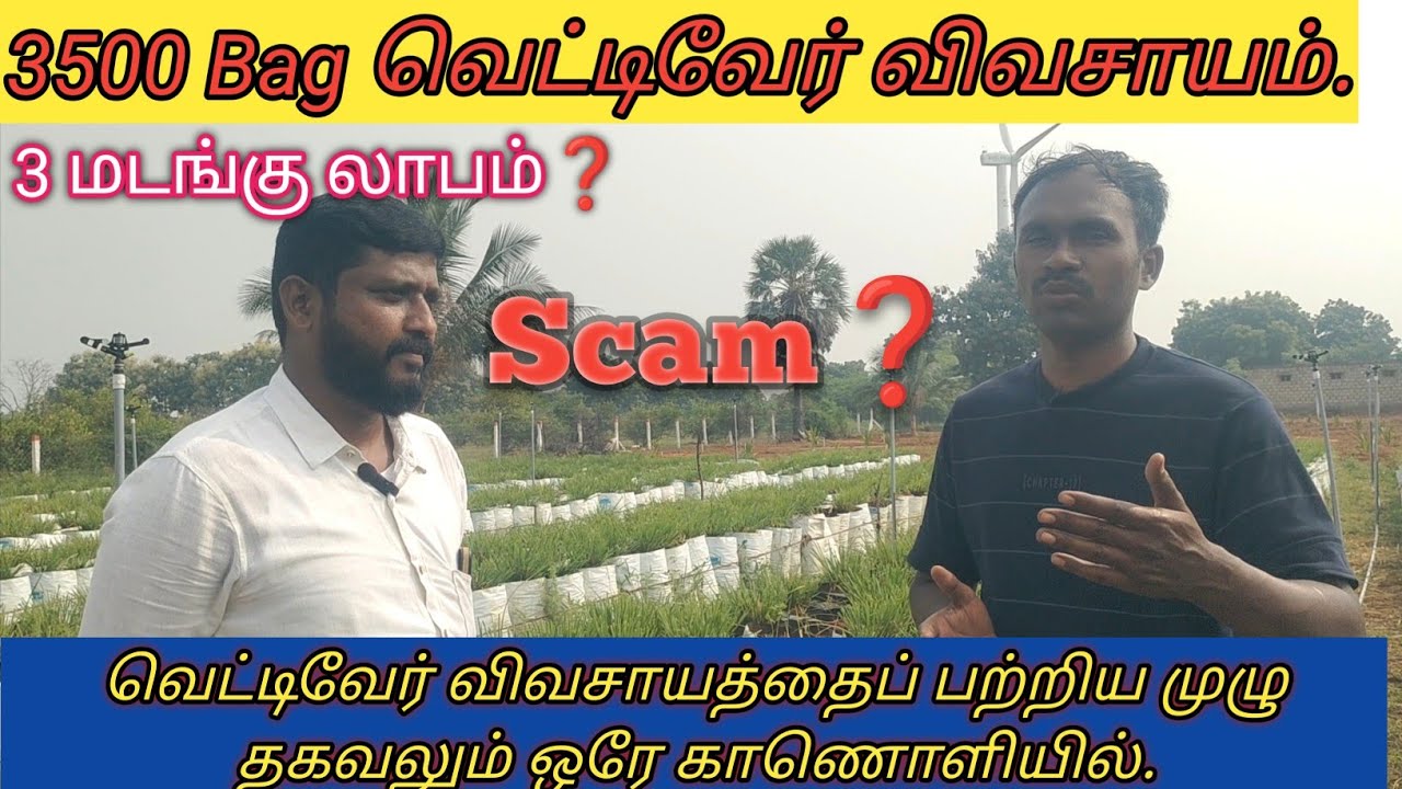 💫 வெட்டிவேர் விவசாயம் மூன்று மடங்கு லாபம்? இல்லை Scam