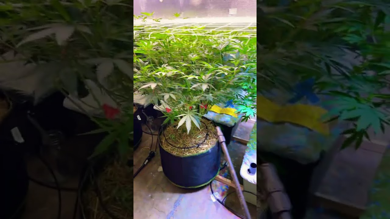 Foliar spray build a bloom 1 teaspoon per gal. 🔥
