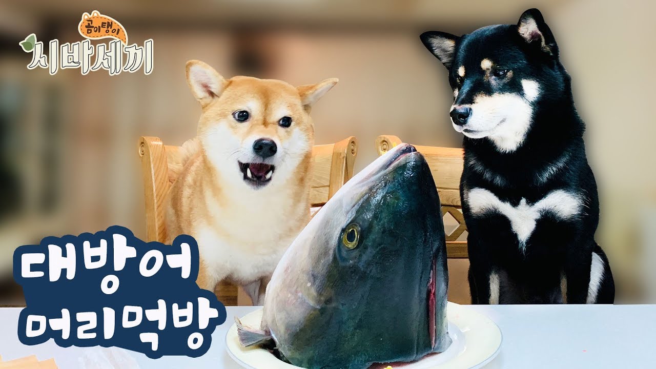 대왕 물고기 먹방에 도전했어요 / [시바세끼] 대방어 머리 7500원으로 강아지랑 배터지게 먹어요ㅋㅋ