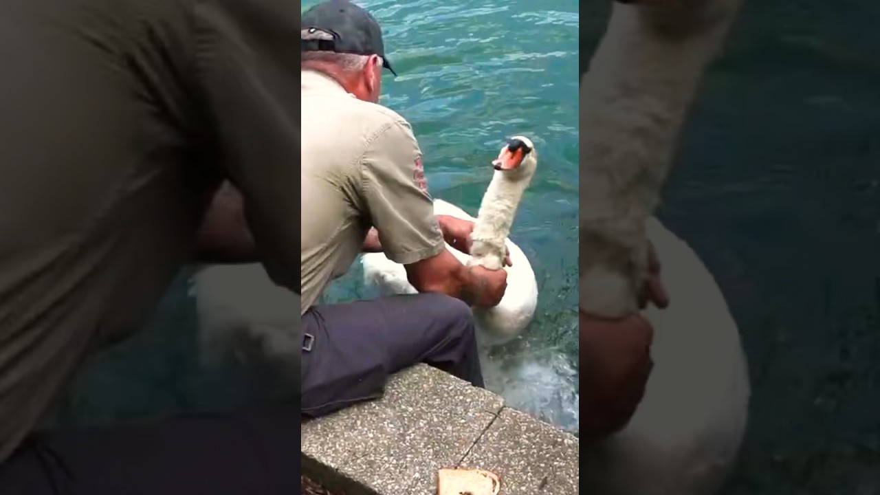 This Swan Attack Gets Turned Around In A Hilarious Video! #shorts #animals