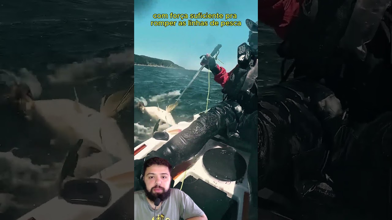 Cabo de guerra com uma foca 