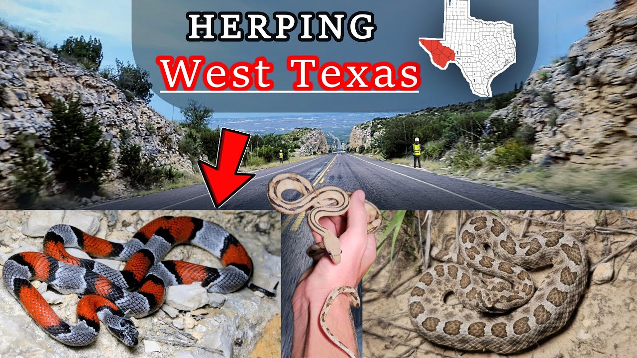Finding Snakes in West Texas. ALL Ratsnake Species, Alterna, Rattlesnakes, and Much More!