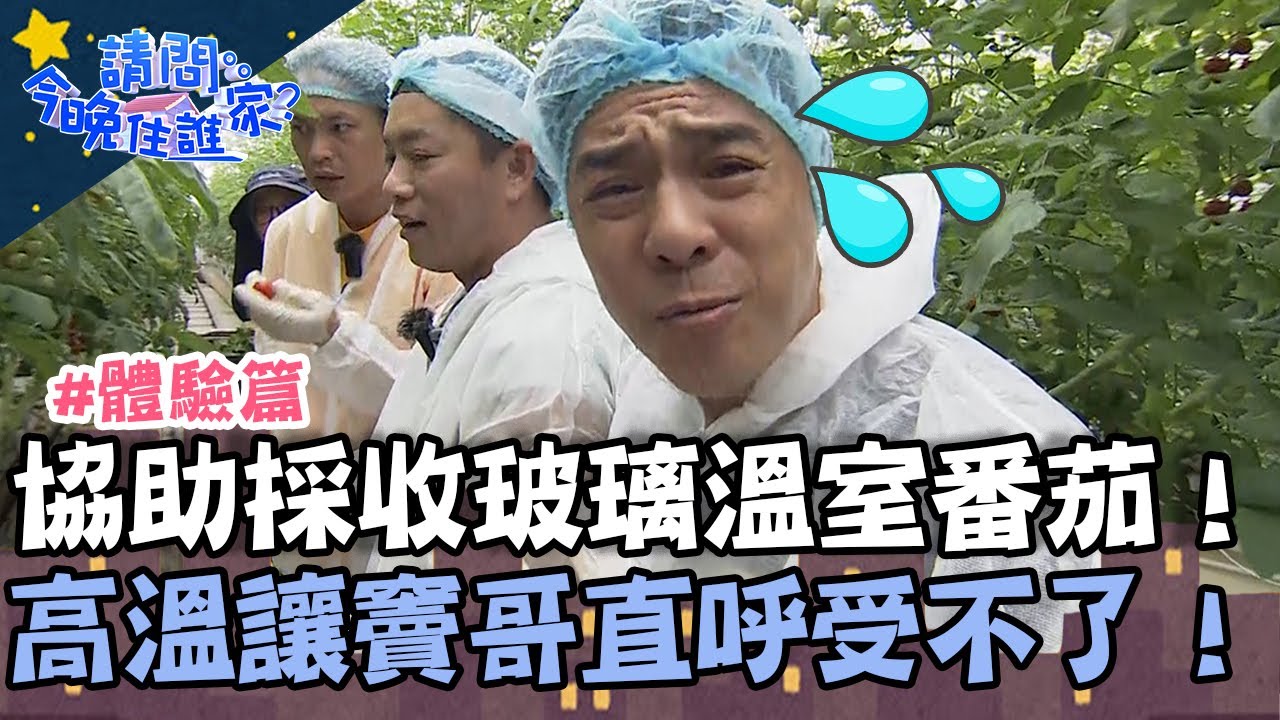 協助採收玻璃溫室番茄！高溫作業讓竇哥崩潰直呼受不了？！【請問 今晚住誰家】體驗篇 20230724 EP787 Part2 竇智孔 黃鐙輝