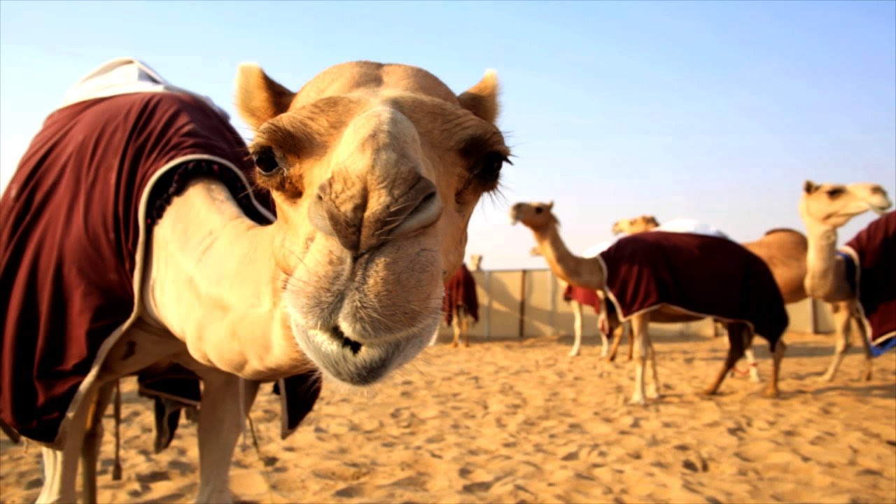 THE AL DHAFRA REGION OF THE UAE: Desert, Camels, Dates and Racing
