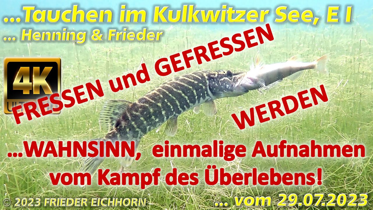 Tauchen im Kulkwitzer See E I, WAHNSINN: fressen und gefressen werden, 29.07.2023...