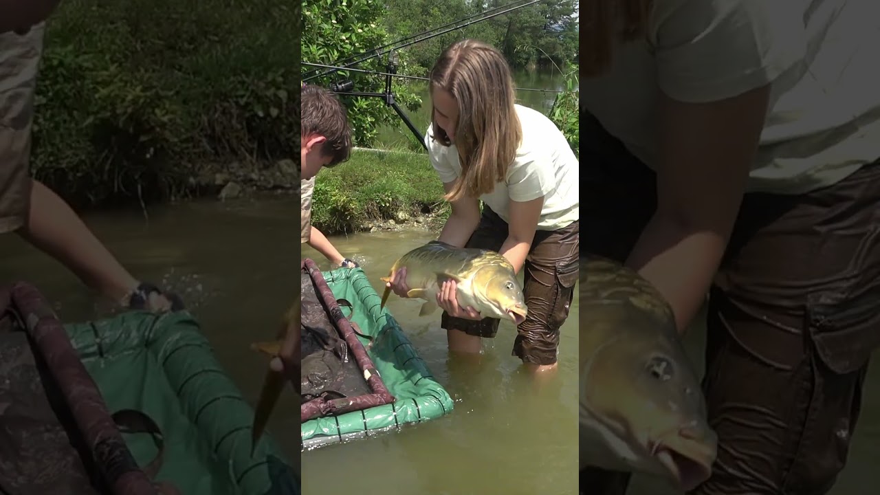 Karpfen mit der Hand fangen - Fail - Exklusiv 👀 🐟 #angeln #shorts