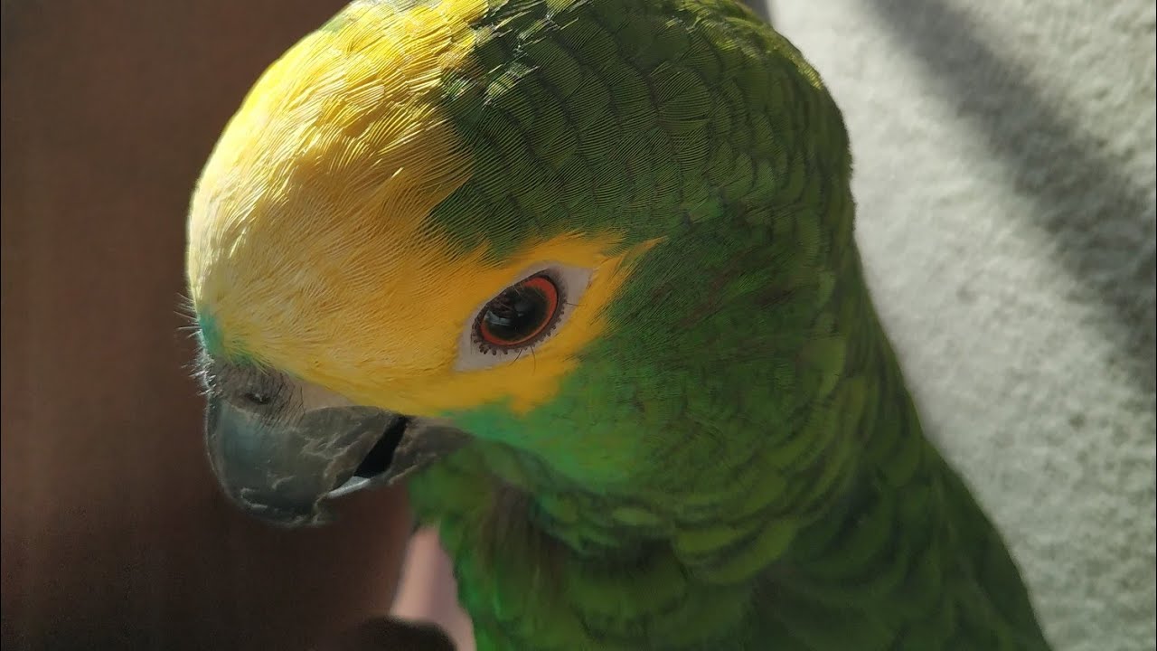 Quando tirar a papinha do papagaio