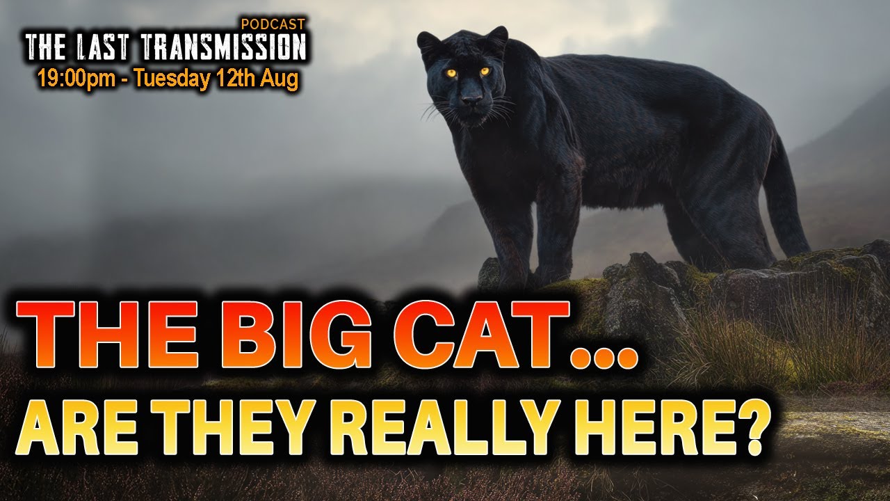 Big Cats in the UK – Myth, Hoax, or Hunting in the Shadows?