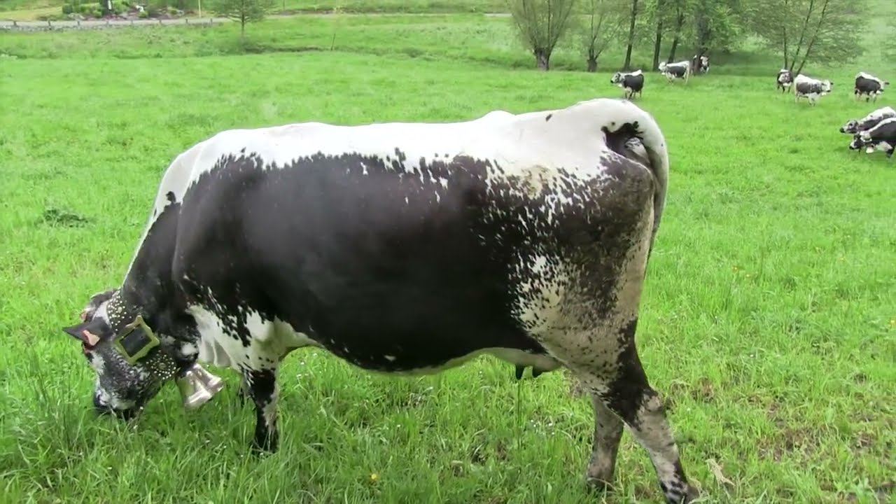 TRANSHUMANCE 2023 FERME AUBERGE STROHBERG
