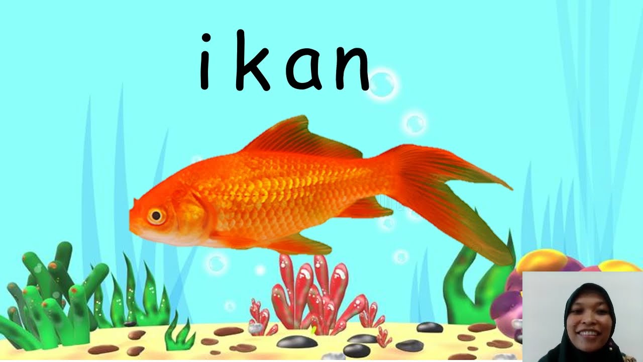 Vidio pembelajaran TK Tema ikan ll PAUD ll bagian tubuh ikan ll manfaat ikan