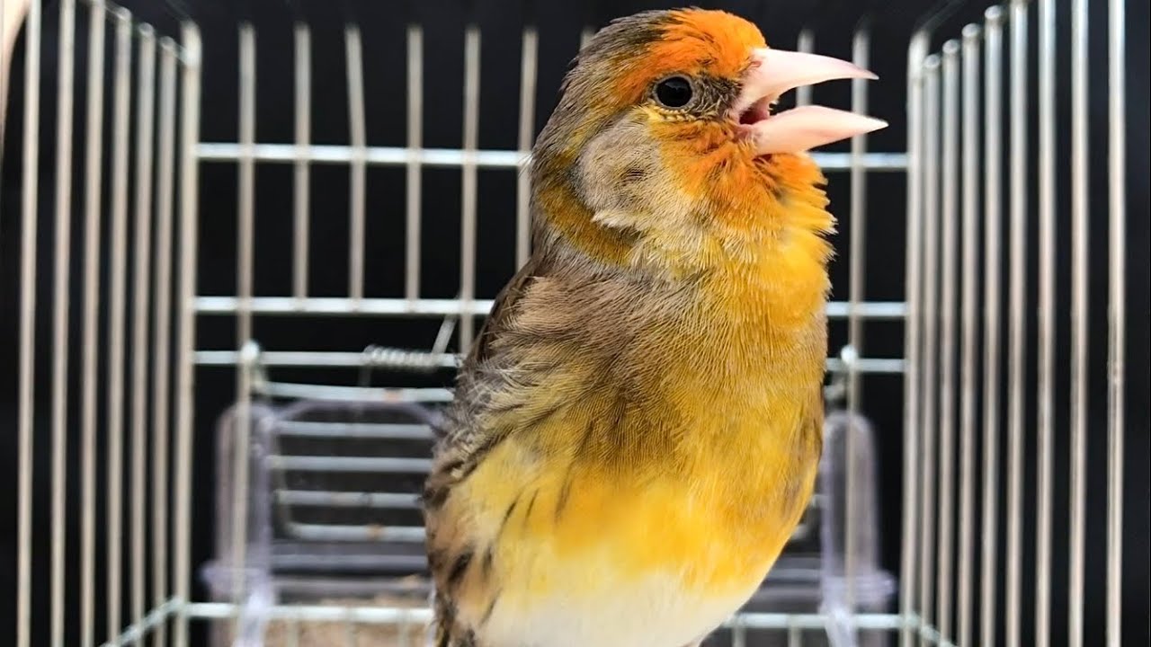 Mixto jilguero Limpio _canto (copia malaga) Elegante / mule of goldfinch singing the best sounds