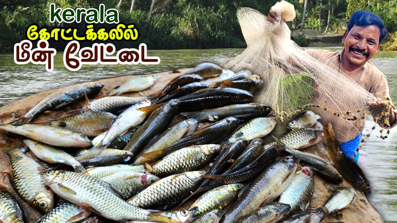 கேரளாவில் மீன் பிடித்து, கோட்டக்கல் குடம் புளி மீன் குழம்பு Catching fish and  Gudam Puli fish gravy