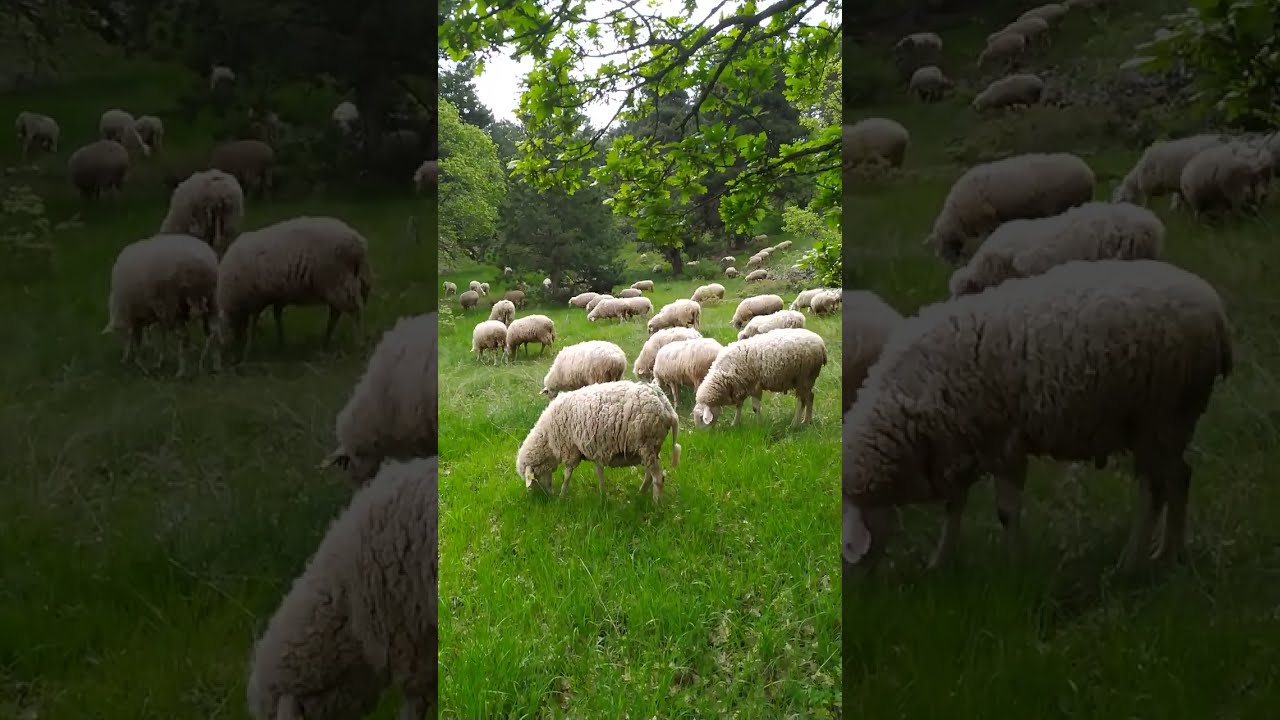 Yukarı&ccedil;iğil Kartal yaylası merinoslar yayılıyor