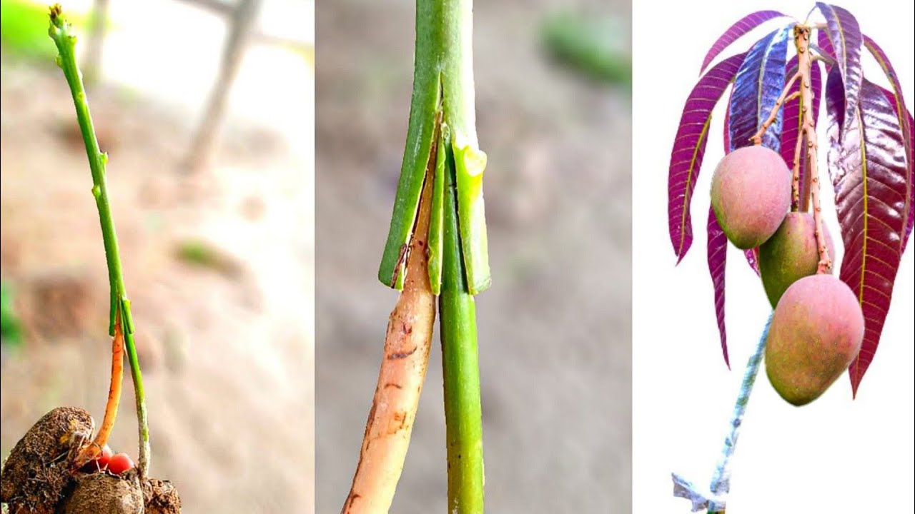 With Result Mango Grafting With New Successful Technique | Mango Stone Grafting