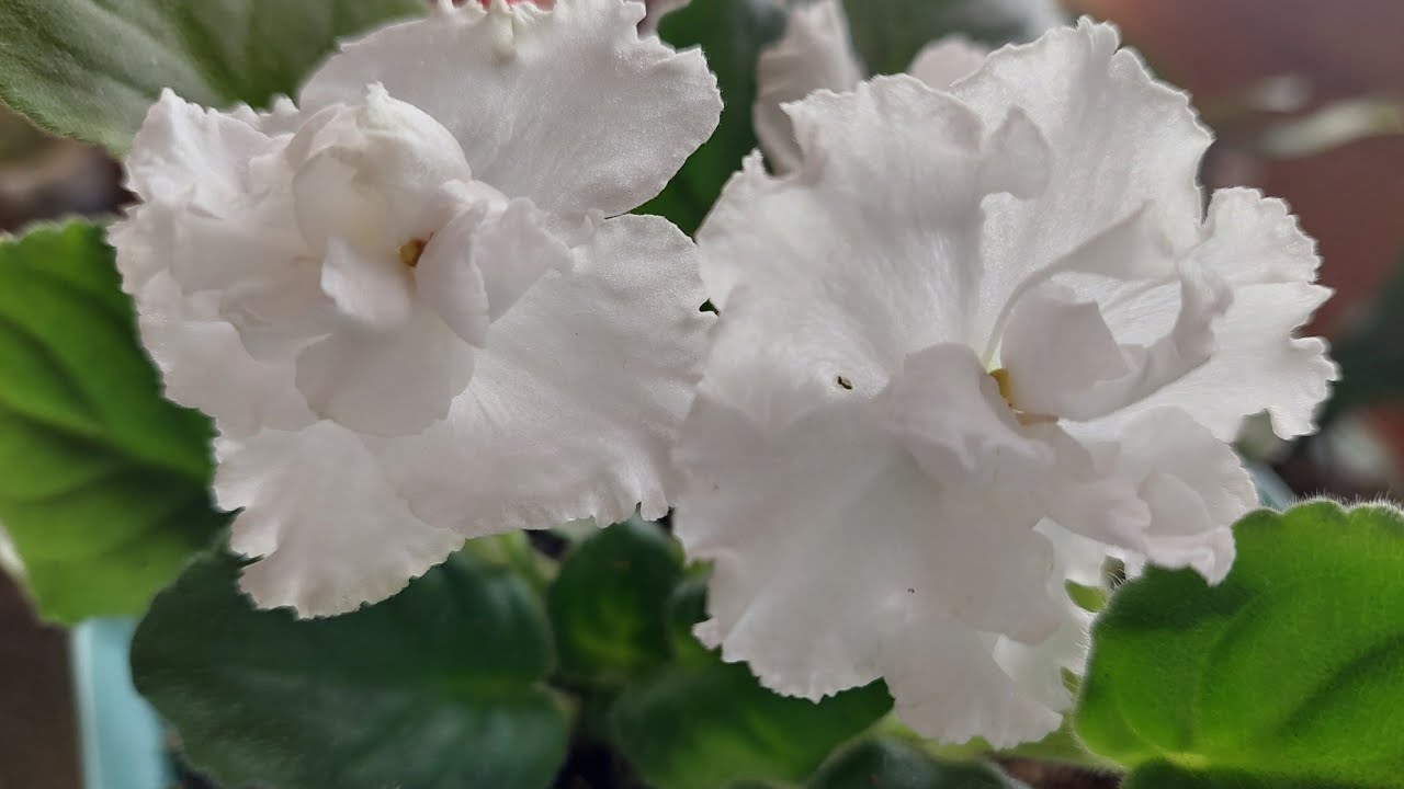 Violetas africanas blancas. Transporte, floración!