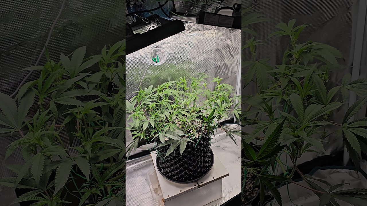 Wow😍 Medical Grow Blue Zushi by the Ten Co Flowering Day 12 #health #plants #growth #education #love