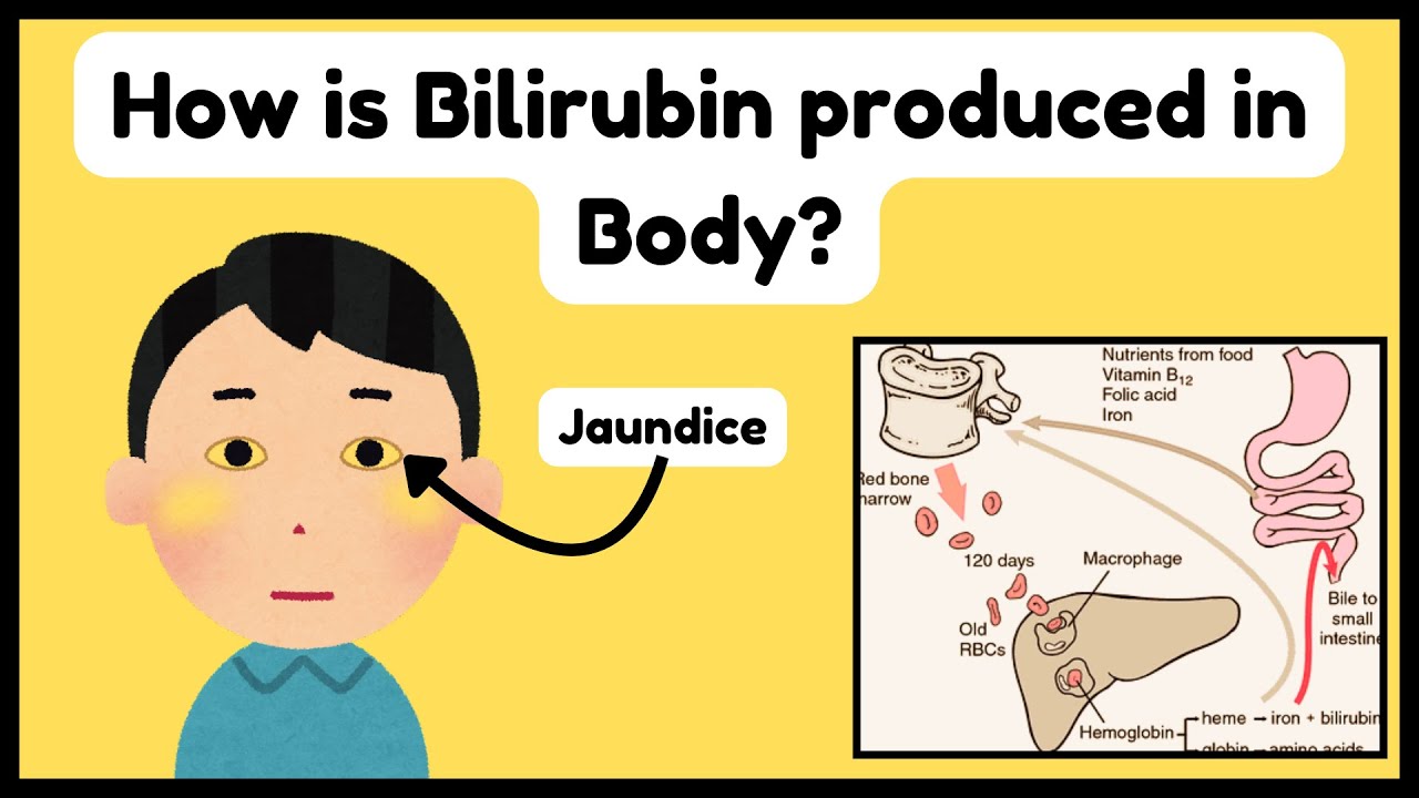 How Bilirubin Is Produced in the Body | Step-by-Step Breakdown of Hemoglobin & Jaundice Explained