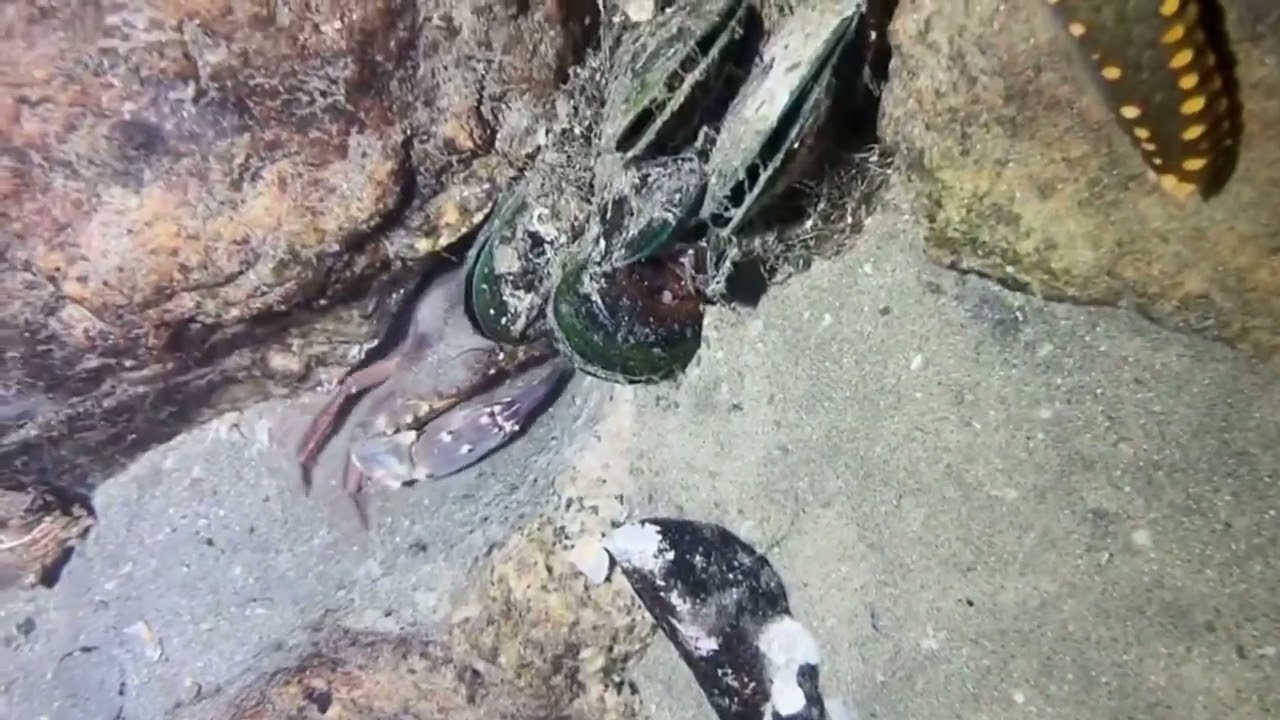 A journey to hunt sea monsters at the bottom of the ocean.