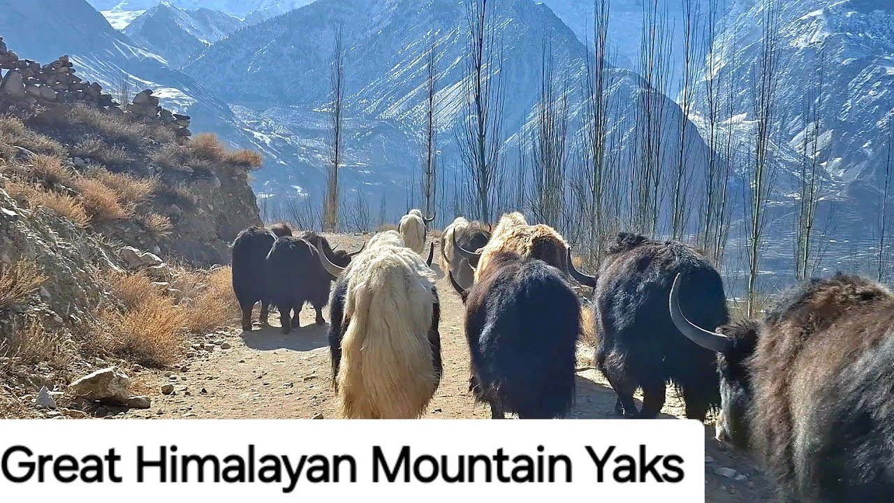 The Great Himalayan Mountain Yaks #mountainlife #mountains #nature #himalayas 