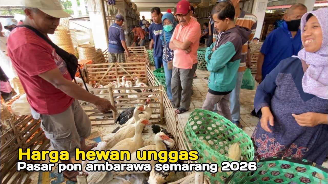 Pasaran Harga Unggas Ayam Mentok Bebek Petelur Mulai Naik Pasar Pon Ambarawa Semarang Terbaru 2026 