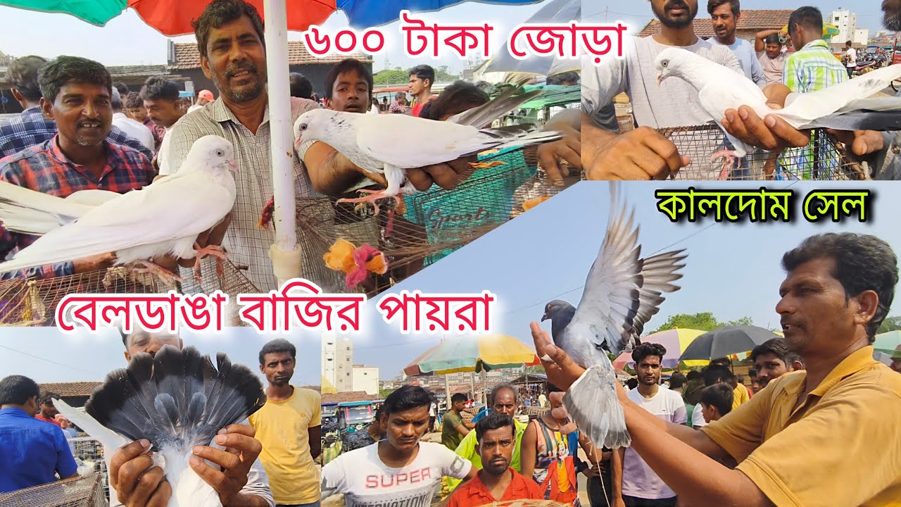 কালদোমা, গিরিবাজ কবুতর 😯 Beldanga Hat Murshidabad | Beldanga Pigeon Market 🔥| বেলডাঙা কবুতরের হাট 🕊