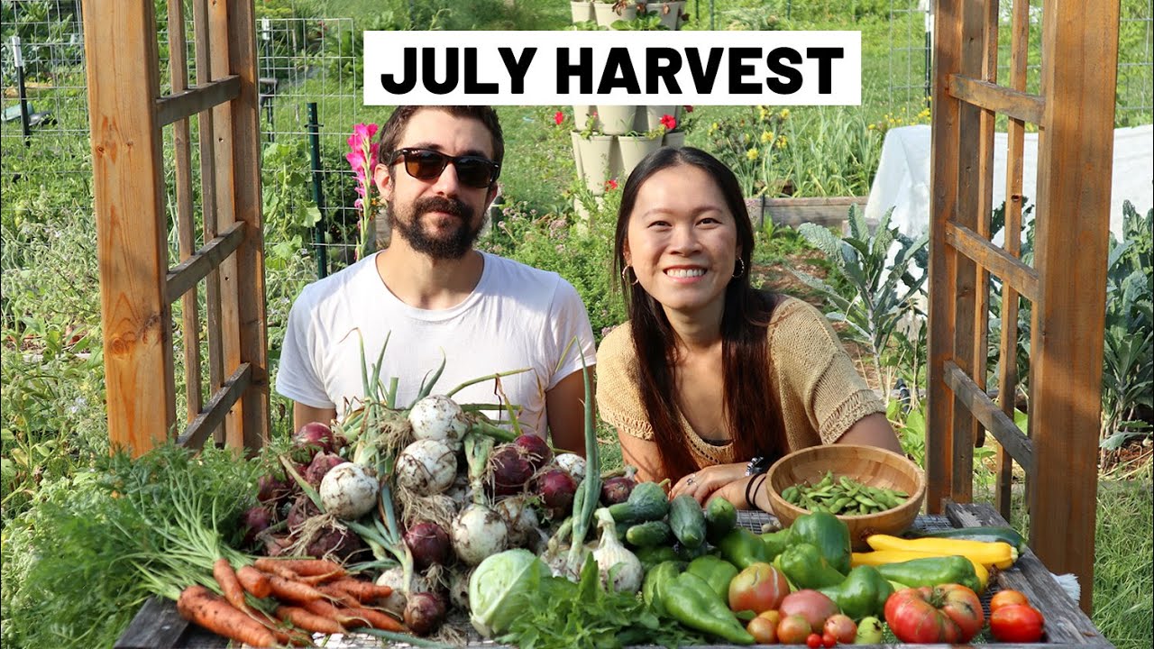 JULY vegetable garden harvest!  🧅🍅🫑 (and goat updates) // GroundedHavenHomestead