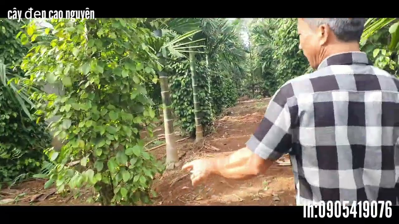 Trải nghiệm vùng cau đạt lý đắc lắc vùng cau nổi tiếng cao nguyên