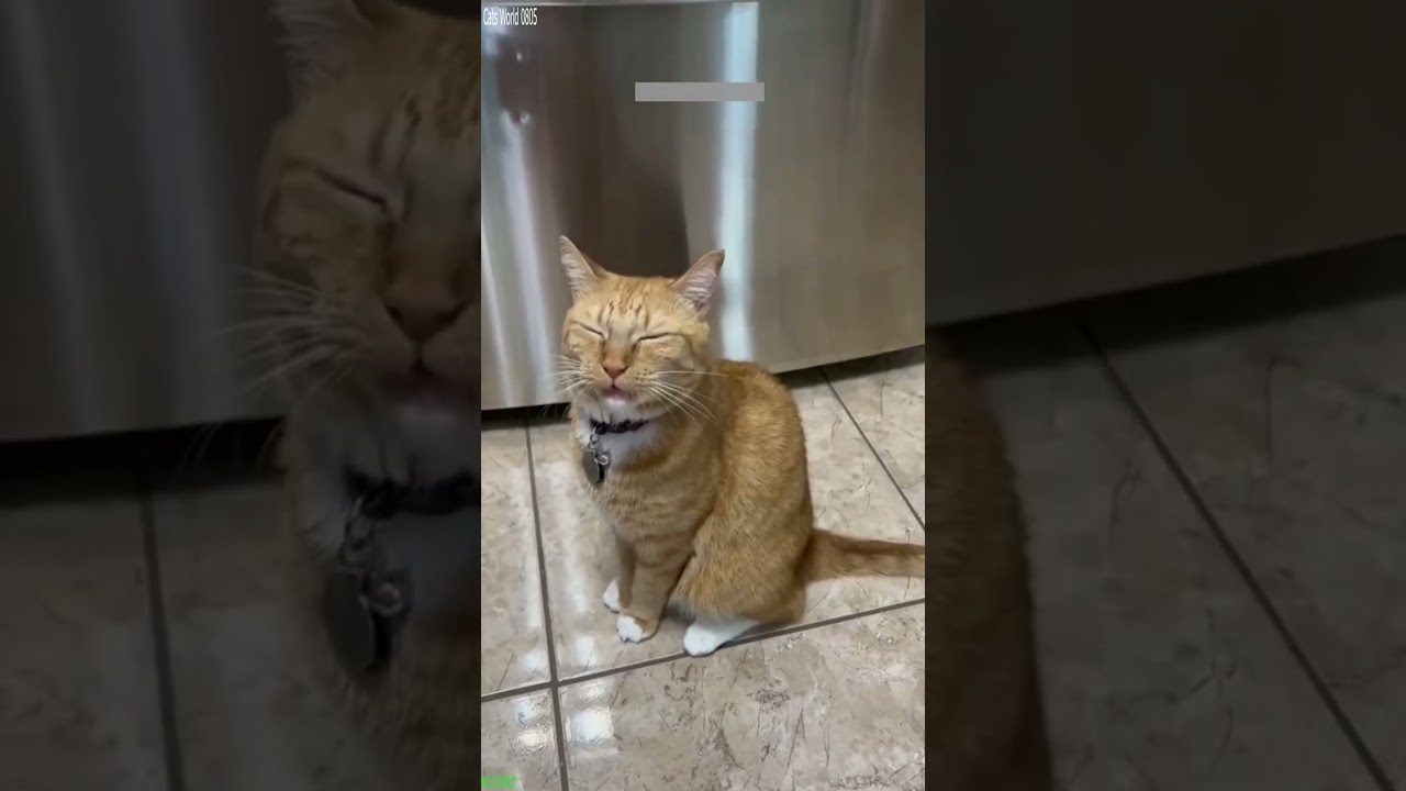 Cute Animals 🙀 #trending 😻 # Ep 7645