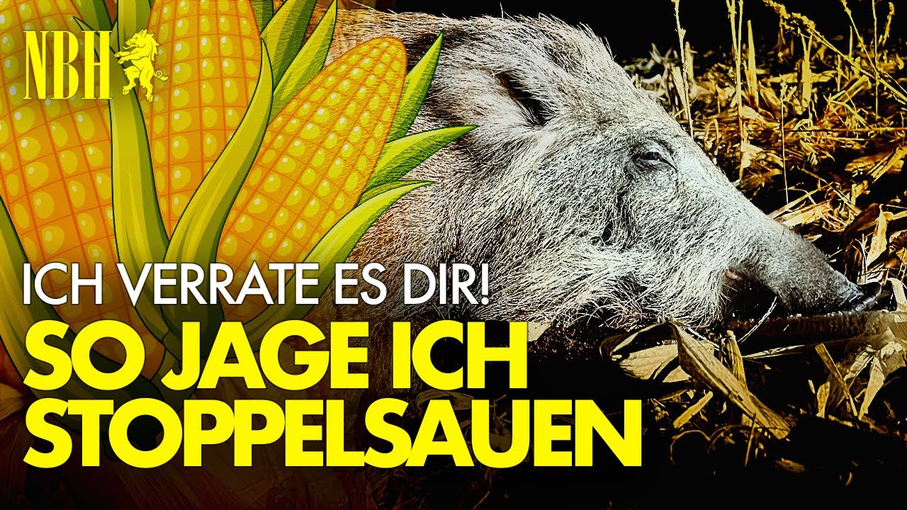 Wildboar | Maisstoppel Jagd auf Sauen - warten auf die 2 KEILER bei Vollmond - Night Boar Hunter