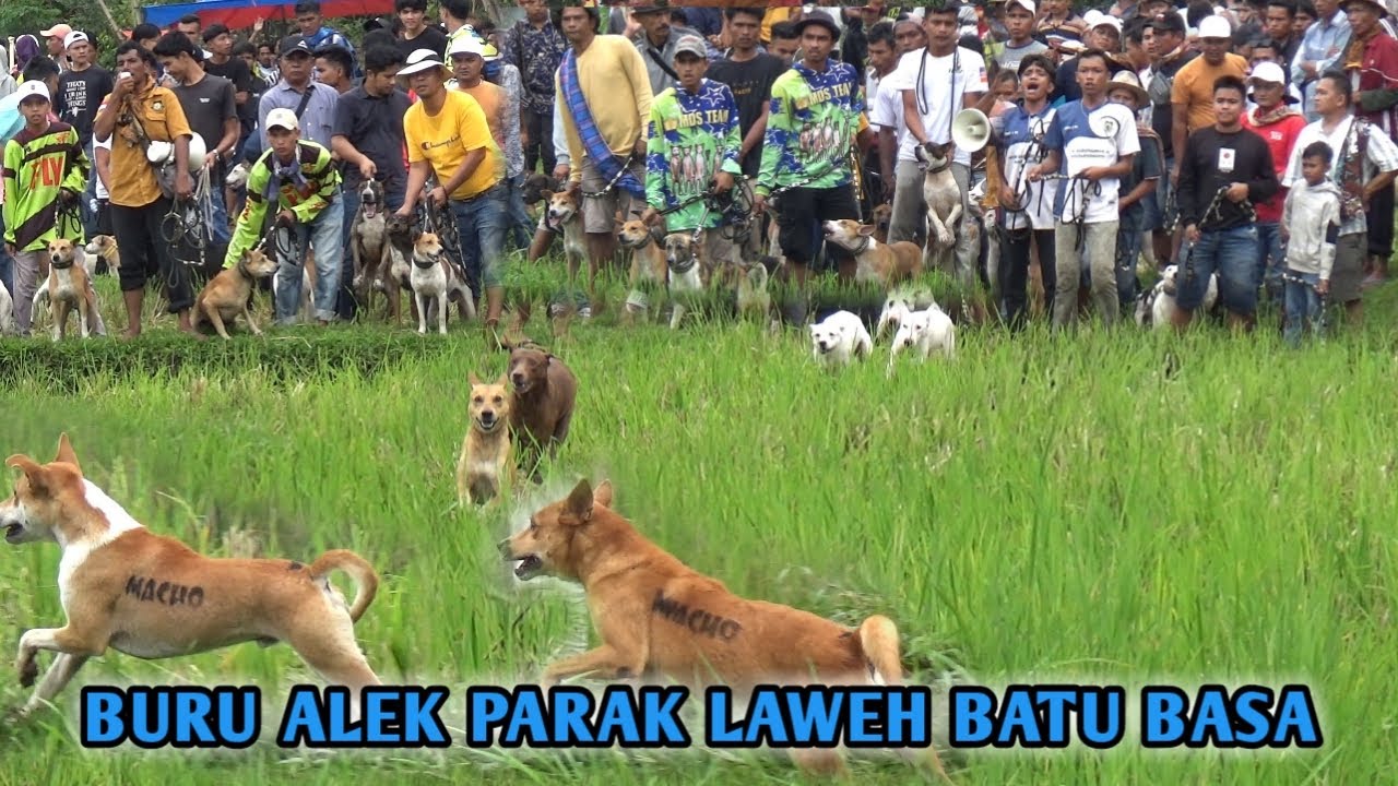 AKSI BINTANG BINTANG MARENTEN SUMBAR DI BURU ALEK PARAK LAWEH BATU BASA